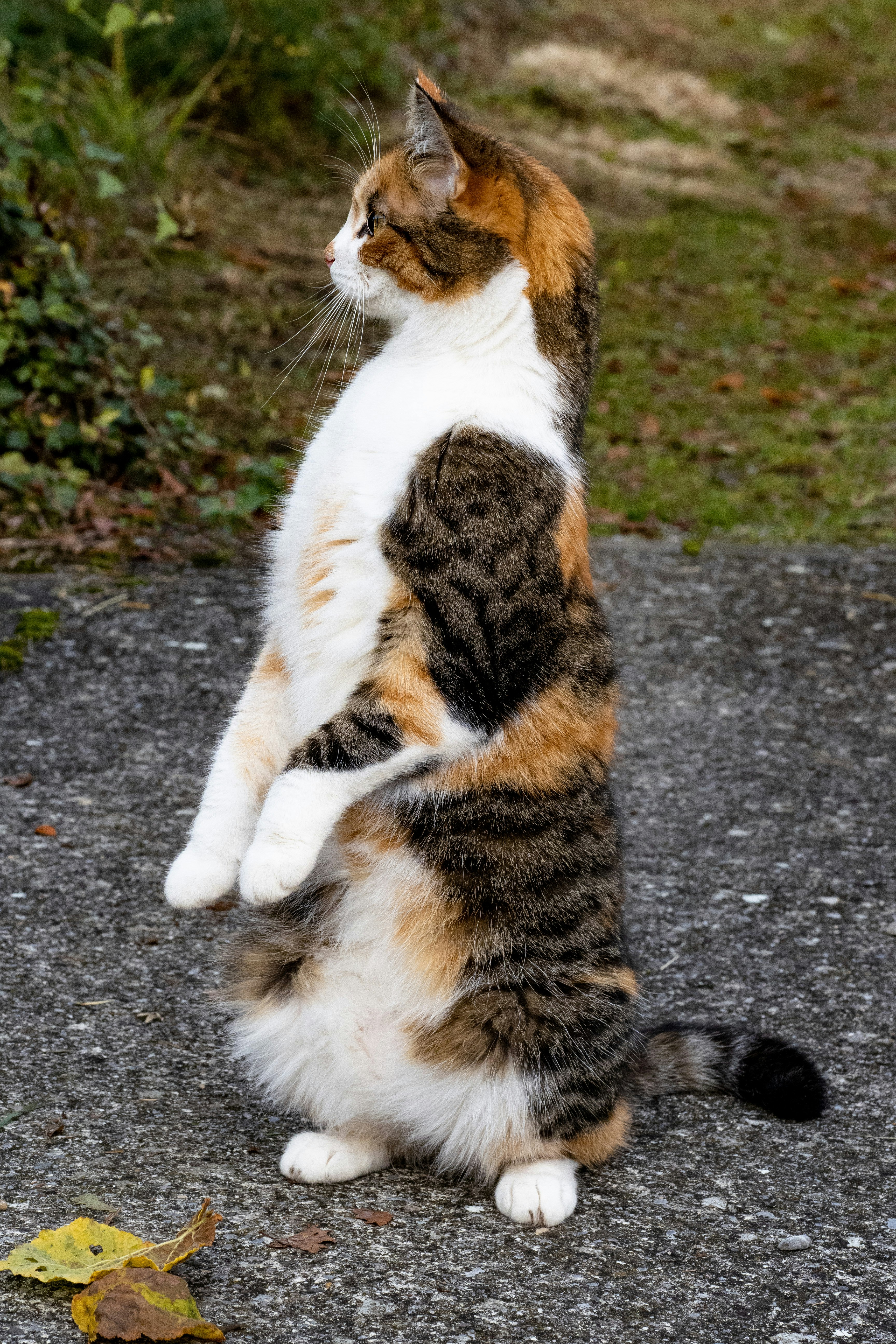 white brown and black cat sitting on gray concrete floor